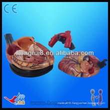 high quality Human anatomy medical heart model for sale new style 4 times enlarged heart model